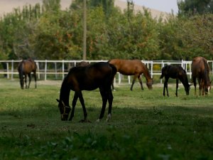 Şampiyon yarış atlarının yaylası: Ereğli