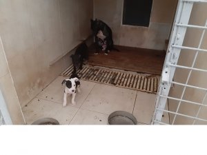 Pitbull Terrier cinsi köpek ve yavrularına el konuldu