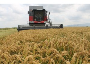 Çeltikte hasat sürüyor