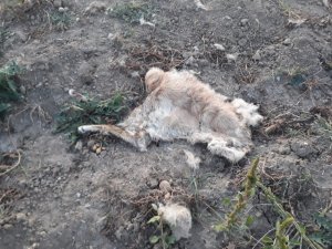 Tarlaya inen ayı bir köpeği telef etti