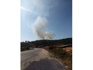 Bursa'da orman yangını