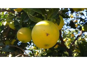 Aydın’da Akdeniz sineği ile mücadele başladı