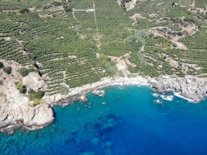 Teleferikle muz hasadı