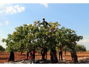 Antep fıstığında düşük rekolte yüksek fiyat