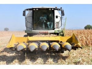 Manisa’da mısır hasadı başladı