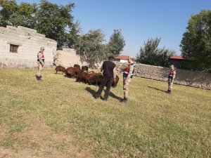 Iğdır’da küçükbaş hayvan hırsızlığı