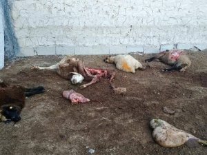 Kurtlar koyunlara saldırdı