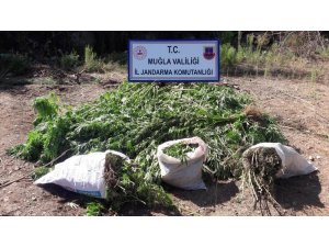 Tarlada, Mısır yetiştirir gibi Kenevir yetiştirmiş