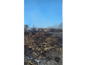 Samandağ’da zeytinlik alanda yangın