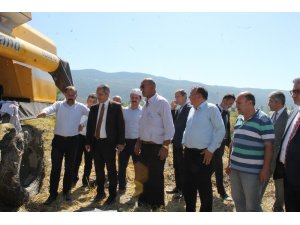 Tosya’da pirinç hasadı başladı