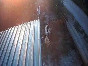 Koyunları "otlata otlata" çaldılar