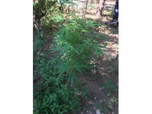 Hatay’da uyuşturucu operasyonu