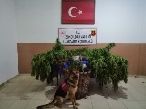 Jandarmadan uyuşturucu operasyonu