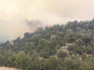 GÜNCELLEME - Bilecik'te makilik alanda yangın