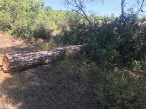 Define bulmak için adeta doğa katliamı yaptı