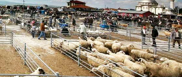 Ilgın'daki hayvan pazarında "veba" karantinasıyla ilgili açıklama