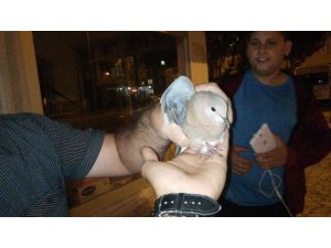 Yavru güvercin camda mahsur kaldı