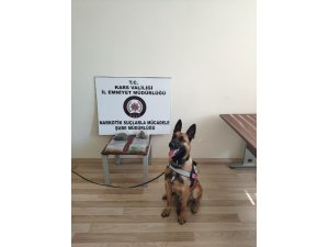 Kars’ta sokaklar dedektör köpek ‘Odin’e emanet