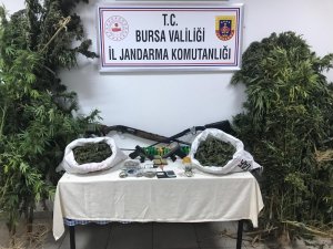 Ektikleri kenevirleri sularken yakalandılar