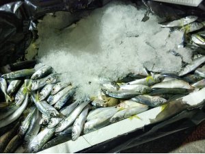 Otobüs bagajındaki 1,5 ton balığa el konuldu