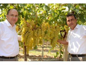 Cezaevinde sultani üzüm hasadı