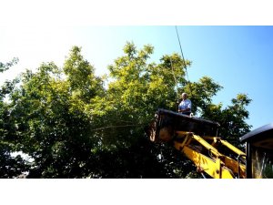 Sarıgöl’de kepçe üzerinde ceviz hasadı