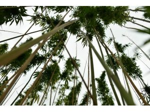 Kenevir tohumu üretimi 2023’te 150 tona çıkacak