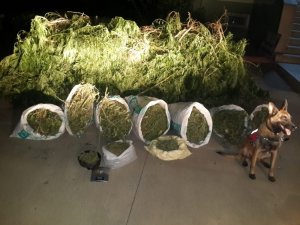 Evin gizli bölmesindeki uyuşturucuyu "Dora" buldu