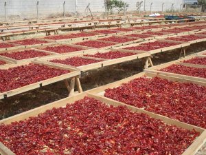 KMTSO Başkanı Zabun: “Maraş biberi küresel marka konumundadır”