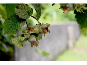 Düzce’den Avrupa’ya 4 bin 540 ton iç fındık ihraç edildi