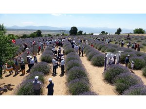 ‘Lavanta Kokulu Köy’de sezon bitti, çalışmalar bitmedi