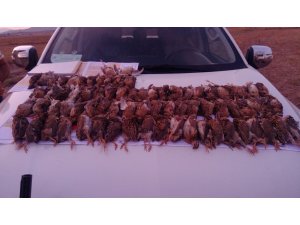 Sivas'ta kaçak bıldırcın avı