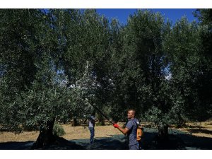 Edremit Körfezi'nde zeytin hasadı erken başladı