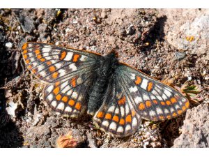 "12 bin yaşındaki" kelebek, Ağrı Dağı'nda yeniden görüntülendi