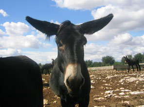 Katırlardan da serum üretilecek