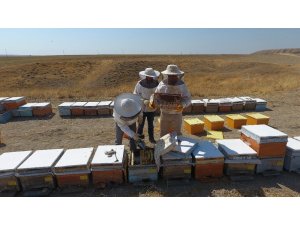 Adıyaman’a has ‘sütleğen’ balında hasat başladı