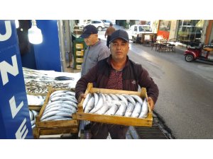 Palamudun tanesi 35 liradan satışa sunuldu