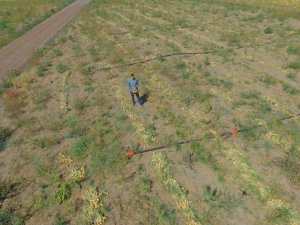 Kayseri’de ilk defa soğan eken çiftçi Yılmaz: "4 ila 7 ton arasında verim bekliyoruz"