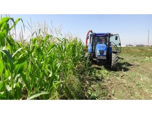 Muş’ta ’silajlık mısır’ hasadı