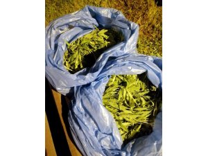 Samsun’da jandarma 5 kilo 200 gram kubar esrar ele geçirdi