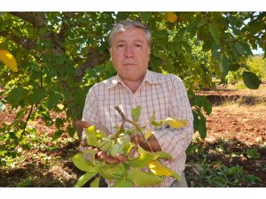 Çetin cevizde sırıklı hasat