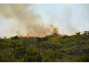 Didim’de 60 dönümlük makilik alan yandı