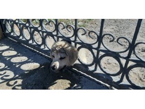 Kafası demir korkuluklara sıkışan yavru köpek kurtarıldı