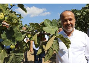 Milletvekili Yavuz’dan incir üreticisine uyarı