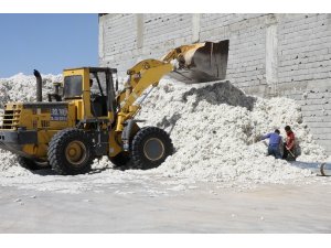 Mardin’de pamuk hasadı başladı, fiyatlar beklentilerin altında
