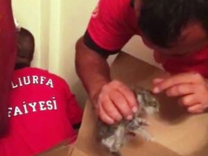 Bacaya sıkışan yavru kediyi itfaiye kurtardı
