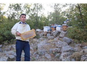 Hadim'de bal hasatına başlandı