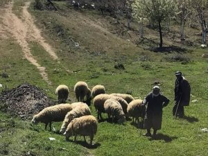 Yaylacı göçerler dönüş yolunda