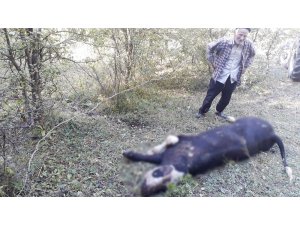 Ayı, kaçırdığı danayı ormanlık alanda parçaladı