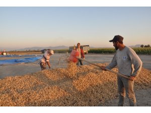 Yer fıstığı üreticisi destek bekliyor